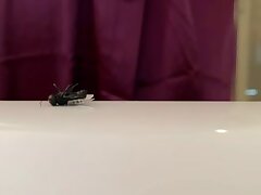 Giantess Roma Tub Truama Rough Unreleased Version